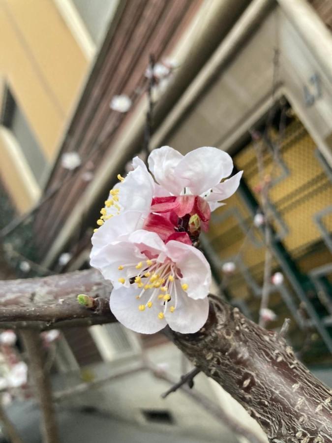 Our Home In Rome - Via Machiavelli Экстерьер фото